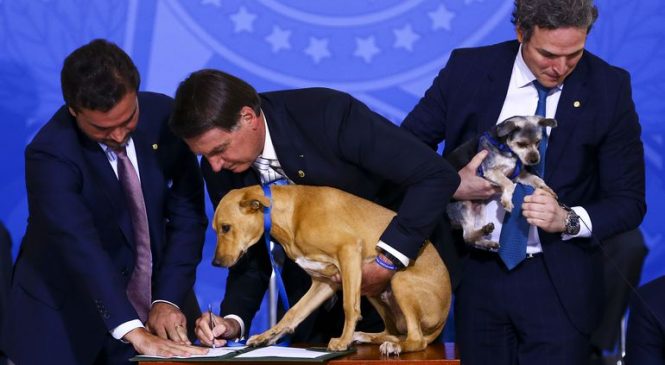Mais uma mentira: Bolsonaro afirma “nunca” ter dúvidas de lei de maus-tratos contra animais