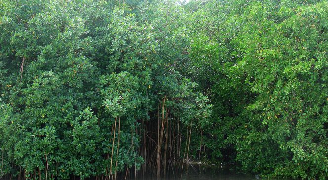 Governo Bolsonaro aprova o fim de restingas e manguezais no Conama
