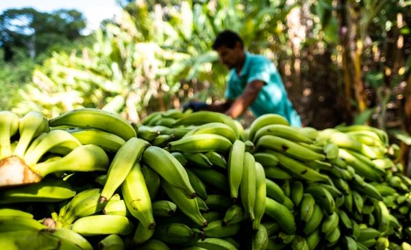 Projeto de fruticultura irrigada no Sertão de AL vai gerar cerca de 900 empregos diretos