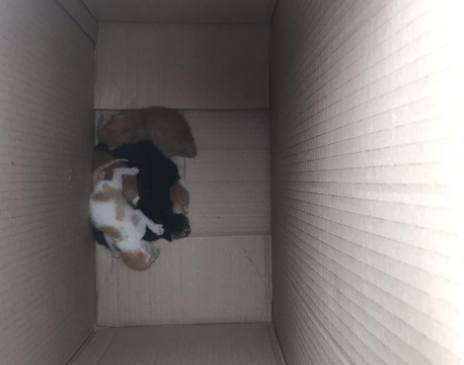 Caixa abandonada com 5 gatos recém-nascidos mostra importância da lei de maus-tratos contra animais
