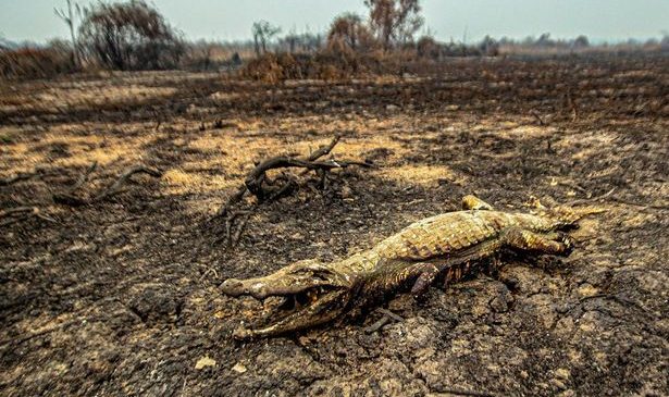 Brasil e Pantanal, que desde 1985 perdeu 75% de sua água, estão secando