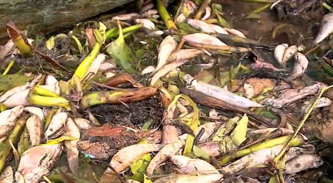 Milhares de peixes morrem após derramamento de melaço no Rio Jequiá