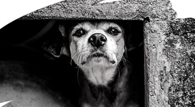 Casa do Abrigo São Cão é vendida e 170 cachorros precisam de novo lar