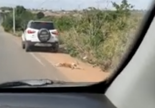 Vídeo: Motorista é flagrado arrastando cachorro amarrado ao para-choque em Arapiraca