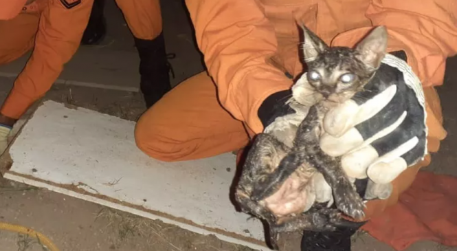 Bombeiros resgatam gato que caiu em fossa em São Miguel dos Campos