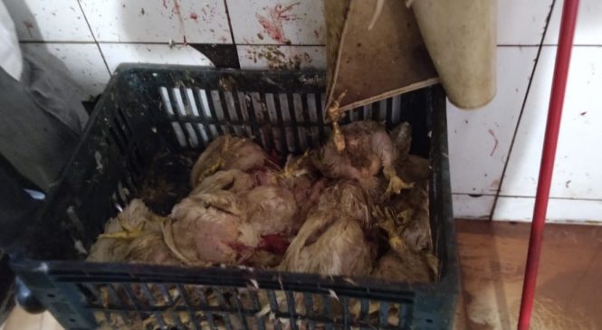 Vigilância Sanitária interdita avícola e apreende quase meia tonelada de alimentos no Jacintinho