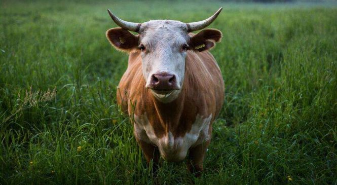 Setor agropecuário em alerta com caso de ‘vaca louca’ em Minas Gerais
