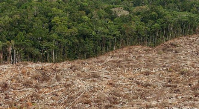 Governo mente sobre Amazônia e desmatamento cresce mais de 22%