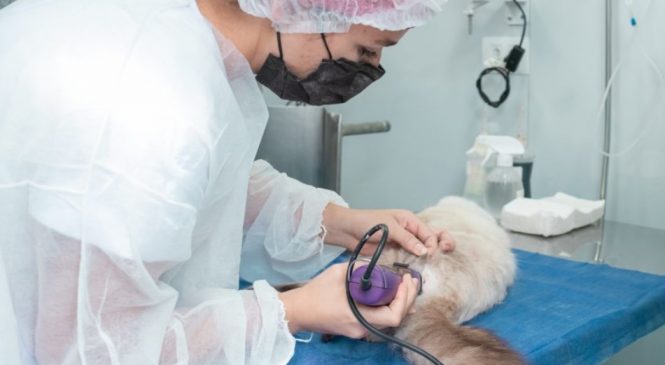 Castramóvel realiza procedimentos cirúrgicos de cães e gatos em 2º dia de atendimento