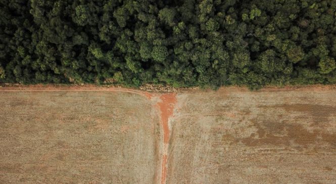 Brasil para de rastrear desmatamento no Serrado apesar do aumento da destruição