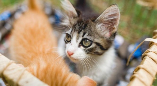Gabinete da Causa Animal reforça a importância da vacinação para os pets