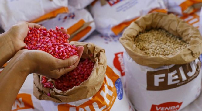 Planta Alagoas 2022: Agricultores recebem sementes e iniciam plantação dos grãos
