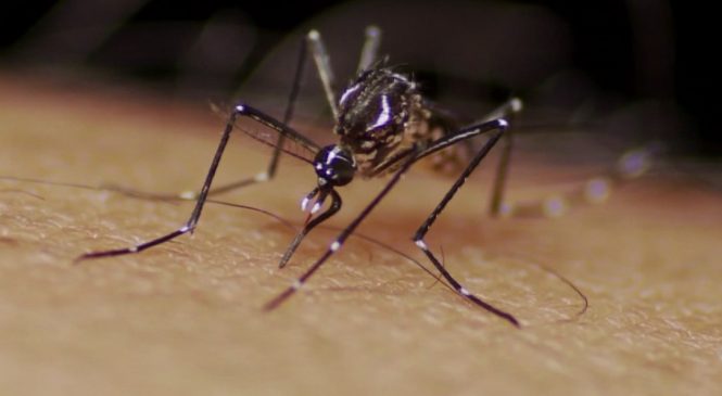 Governo cria centro de combate a dengue diante de aumento de casos