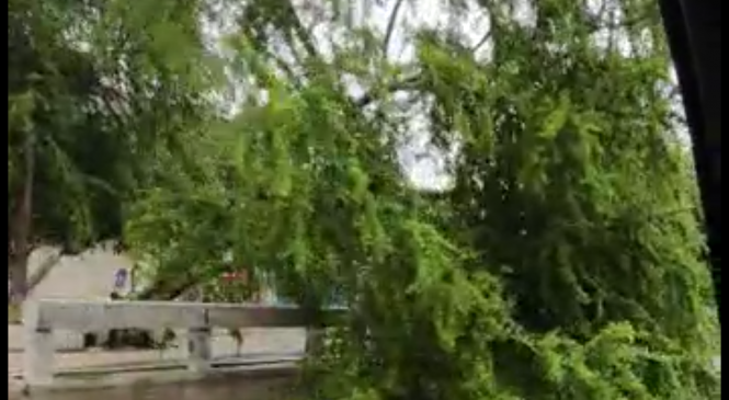 Árvore cai na entrada do viaduto Ib Gatto