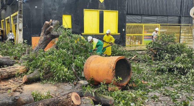 Após quedas, Desenvolvimento Sustentável realiza inspeçõ de árvores no Centro