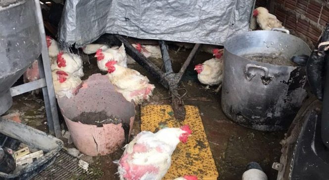Vigilância Sanitária interdita avícola no Poço