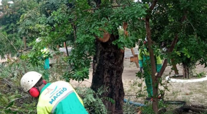 Sudes realiza serviço em árvores com risco de queda, no Corredor Vera Arruda