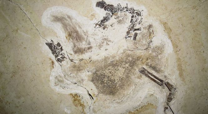 Fóssil descoberto no Brasil que está na Alemanha deve ser repatriado