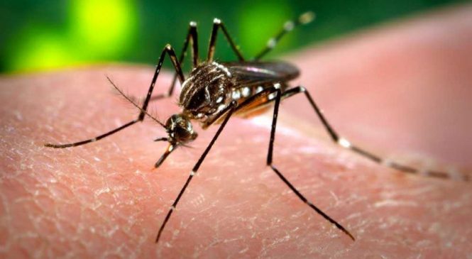 Metade dos bairros de Maceió estão infestados com mosquito da dengue