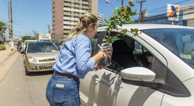 Renasce Salgadinho: Prefeitura distribui espécimes de árvores em semáforo em Cruz das Almas