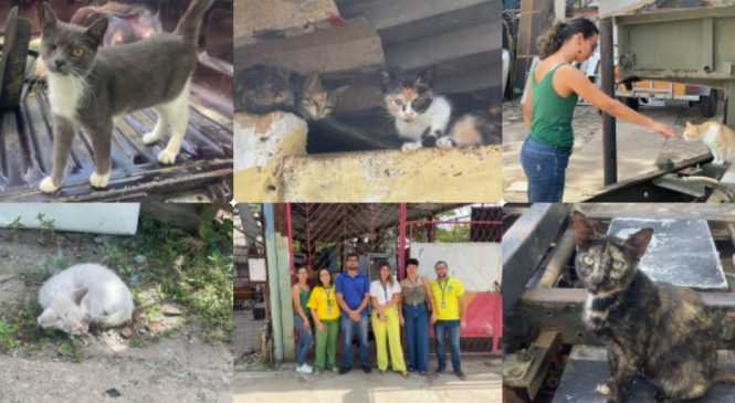 Gabinete da Causa Animal vistoria possível aumento de pets abandonados na orla lagunar do Vergel do Lago