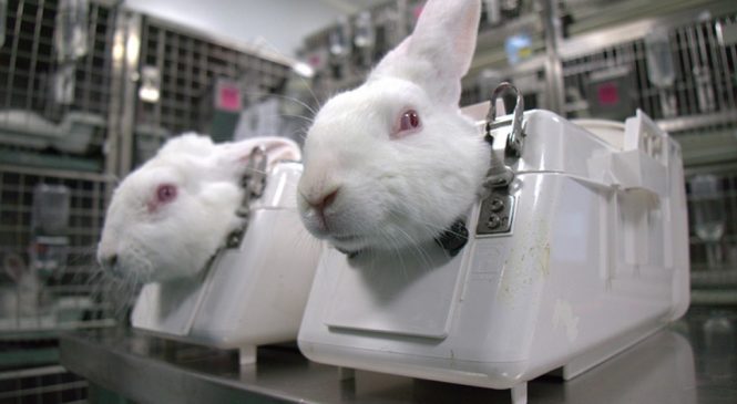 Aprovada proibição de uso de animais em testes para cosméticos