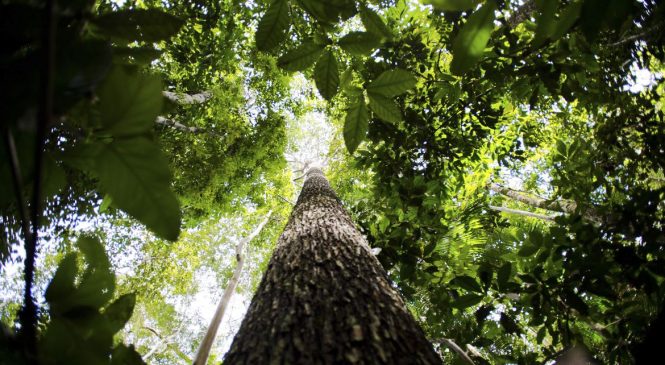 Desmatamento na Amazônia despenca 61% em janeiro