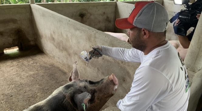 Alagoas vacina mais de 110 mil animais contra peste suína
