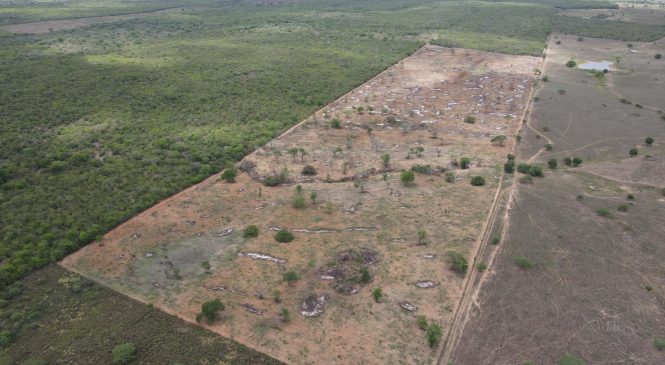 Operação flagra e embarga 700 hectares de desmatamento no bioma Caatinga