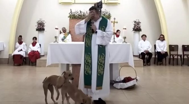 Vídeo: Vira-latas caramelo invadem altar e tentam cruzar na frente de padre durante missa