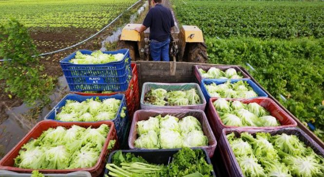 Governo retomará compras de alimentos da agricultura familiar