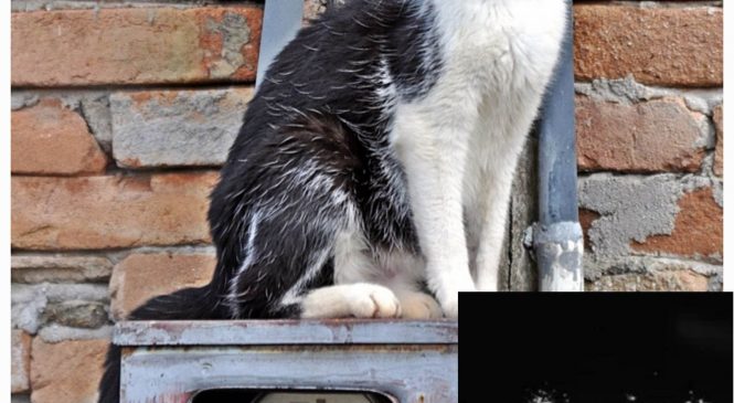 Gato fake no bar do Manguito e Considerado ‘doidão’, sem morfina, nem cocaína