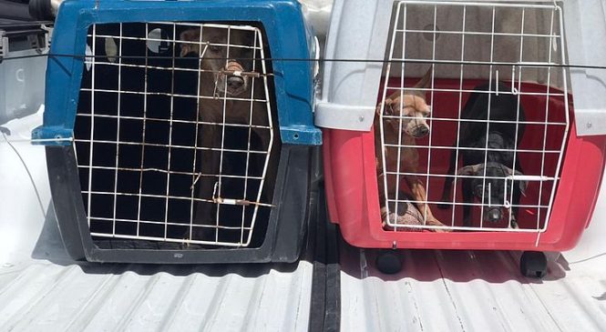 Cachorros vítimas de maus-tratos são resgatados de residência abandonada em Maceió