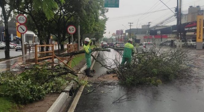 Prefeitura de Maceió intensifica poda de árvores em toda a capital