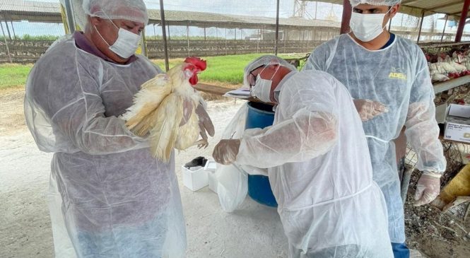 Sorologia descarta circulação do vírus da influenza aviária em Alagoas