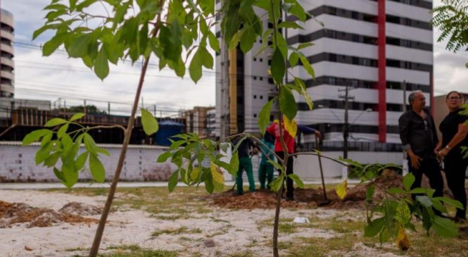 Desenvolvimento Sustentável planta hoje Baobá no Benedito Bentes