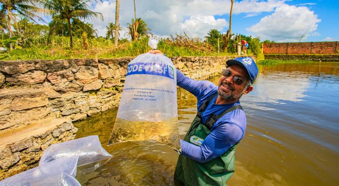 Prefeitura de Arapiraca entrega mais de 180 mil alevinos a produtores rurais