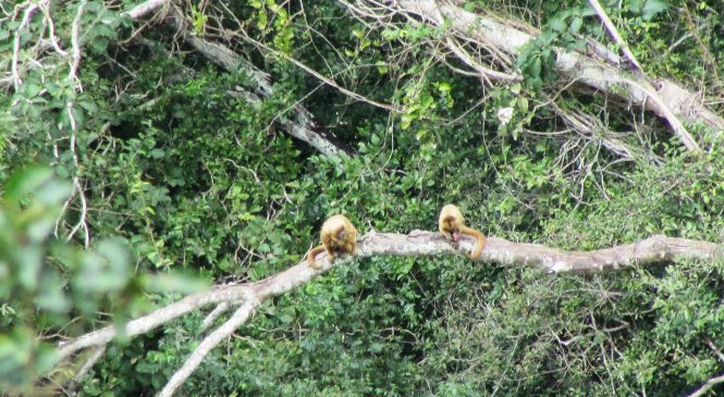 IMA registra espécie de macaco ameaçada de extinção em unidade de conservação no Sertão