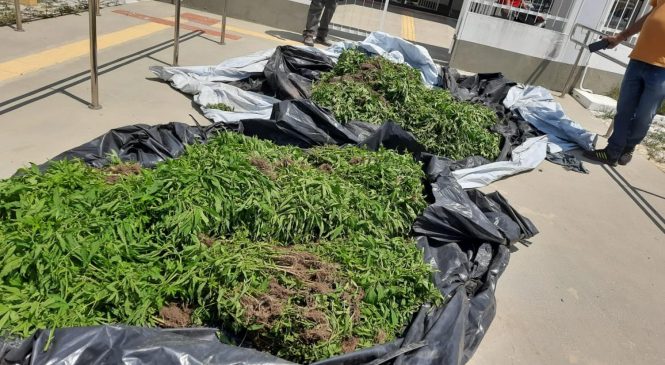 PM apreende cerca de 20 mil pés de maconha em Mata Grande