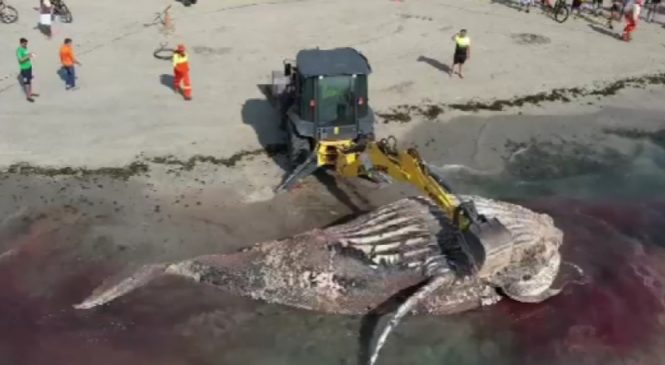 Prefeitura remove baleia encontrada morta na Praia de Ponta Verde