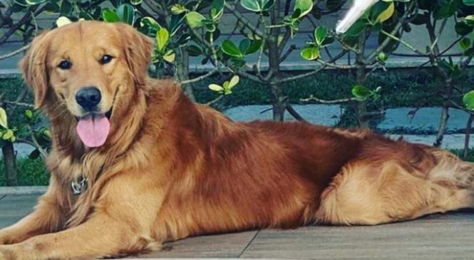 PM mata cão golden retriever na frente dos tutores: ‘crianças imploraram pra ele não atirar’