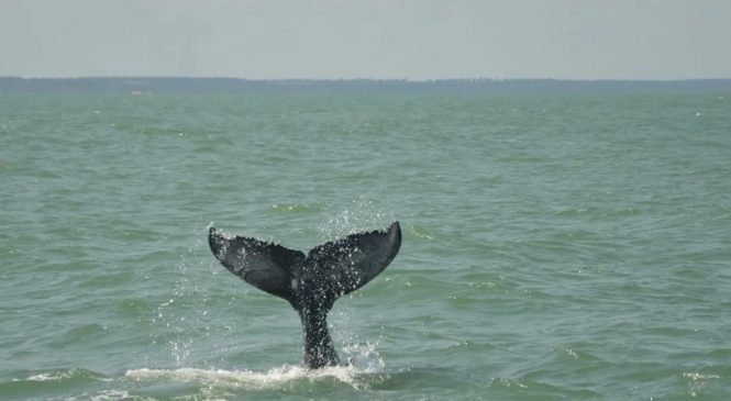 Baleias jubartes são avistadas em praia no litoral sul de Alagoas