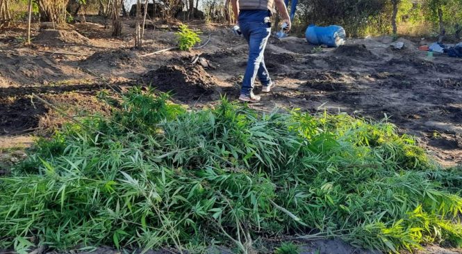 Operação conjunta da PMAL e PCAL apreende 300 pés de maconha em Inhapi