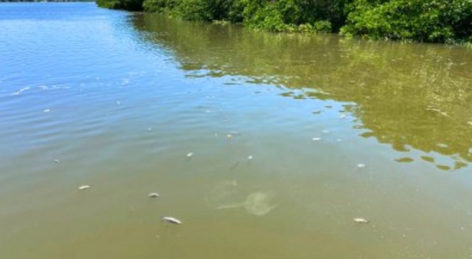 MPF oficia IMA e ICMBio sobre mortandade de peixes no rio Santo Antônio