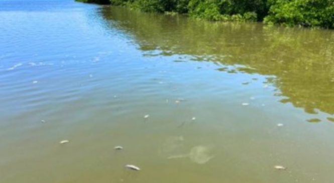 Audiência pública debate hoje mortandade de peixes no rio Santo Antônio