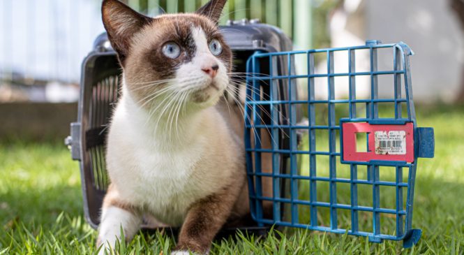 Prefeitura de Maceió garante abrigo aos animais de moradores da zona de risco