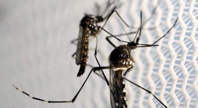 Dengue: Brasil tem 12 mortes e mais de 120 mil casos prováveis