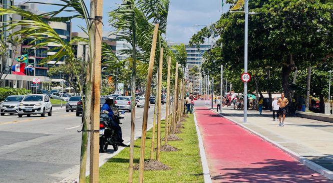 Prefeitura de Maceió realiza plantio de Palmeiras na Ponta Verde