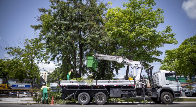 Prefeitura de Maceió intensifica poda de árvores em avenidas da capital