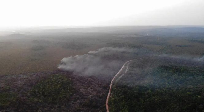 Área queimada no Brasil cresce 248% em relação a janeiro de 2023